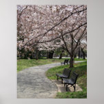 washington dc cherry blossom posters