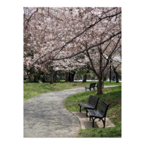 washington dc cherry blossom posters