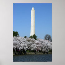 Washington DC Cherry Blossums Posters