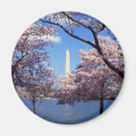 Washington Monument Through Cherry Blossoms Magnet