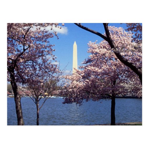 Washington Monument Through Cherry Blossoms Postcards