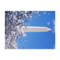 Washington nument with Cherry Blossums Post Cards