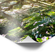 Washington oaks tree photo