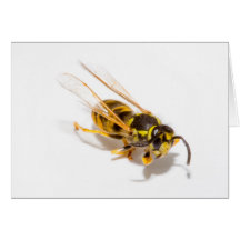 Wasp Cards