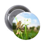 Wasp Collecting Food From Bud Pinback Button