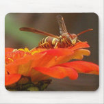 WASP LANDING mousepad
