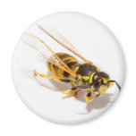 Wasp magnets