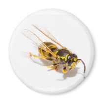 Wasp Magnets
