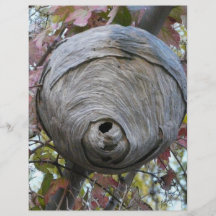 wasp nest full color flyer