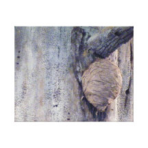 Wasp Nest Gallery Wrap Canvas
