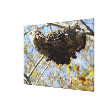 Wasp Nest! Yikes! Canvas Print
