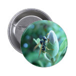 Wasp On Bud, Craigie, Western Australia Pinback Button