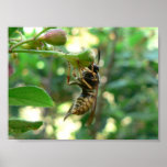 Wasp On Flower Print