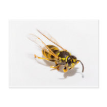 Wasp Post Card