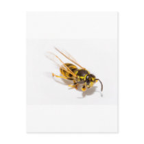 Wasp Post Card