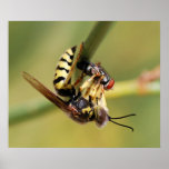 Wasp Print
