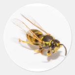 Wasp Round Stickers