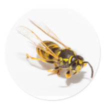Wasp Round Stickers