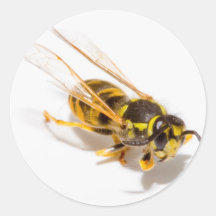Wasp Stickers