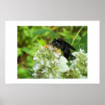 Wasp with a handlebar moustache - Poster posters