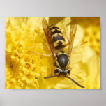 Wasps Poster
