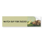 WATCH OUT FOR DUCKS! Dachshund Bumper Sticker bumper stickers