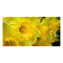Watchers in Yellow Customized Photo Card