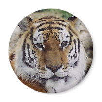 Watchful Eye Refrigerator Magnet