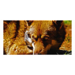 Watchful Photo Card