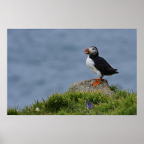Watchful Puffin Poster
