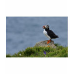 Watchful Puffin t-shirts