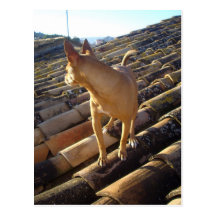 Watching for cats. postcard