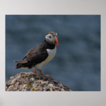 Watching Puffin Poster