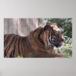 Watching Tiger Poster