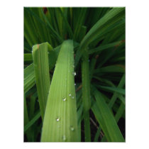 Water Beads on Grass Photograph