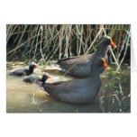 Water Birds Greeting Card