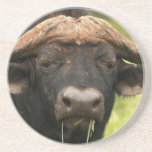 Water Buffalo  Coaster