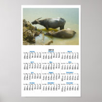 Water Buffalo Cooling Off Poster Calendar