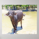 Water Buffalo Photograph Posters