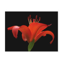 Water Colour Red Asiatic Lily Postcard