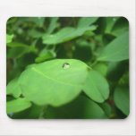 Water Dome - Nature - Mouse Pad