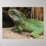 Water Dragon  posters