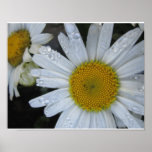 Water Drop Daisy Poster