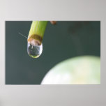 Water Droplet Poster