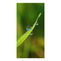 Water Droplets on a Green Blade of Grass Customized Photo Card