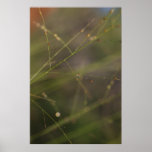 Water Droplets Poster