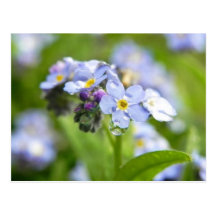 Water Drops - Forget Me Nots Post Card