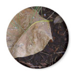 Water Drops Leaf 3 magnets