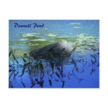 Water Garden - Donnell Pond postcards