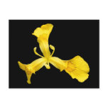 Water Iris ~ postcard